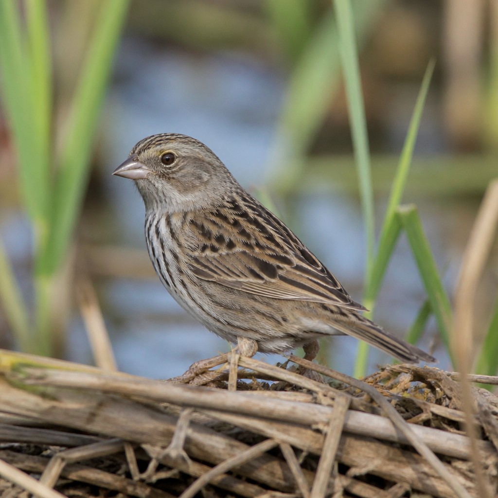 Nelson's Sparrow
