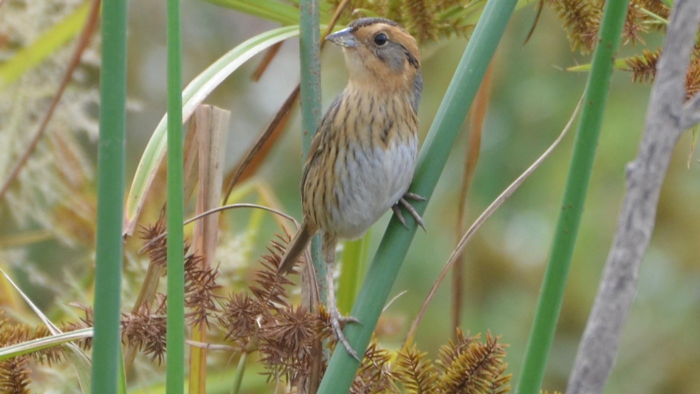 Nelson's Sparrow (Ammospiza nelsoni)