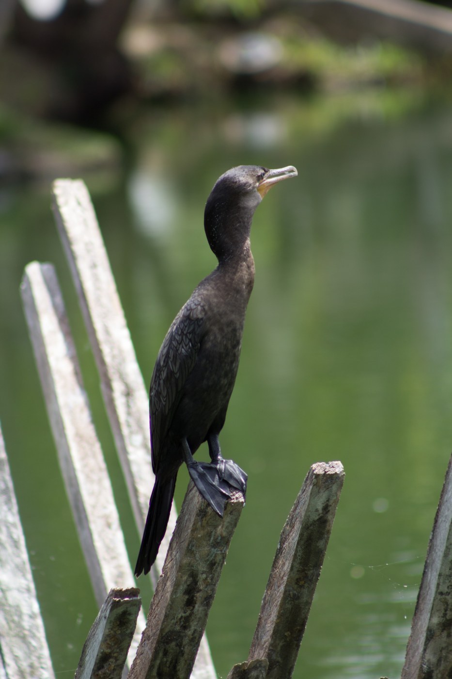 Neotropic Cormorant (Nannopterum brasilianum)