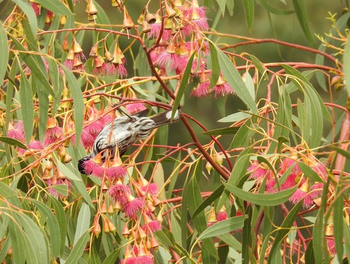 New Holland Honeyeater