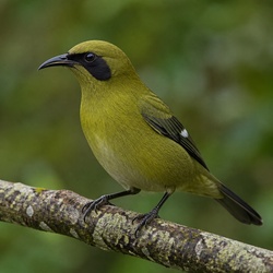 New Zealand Bellbird Identification Guide