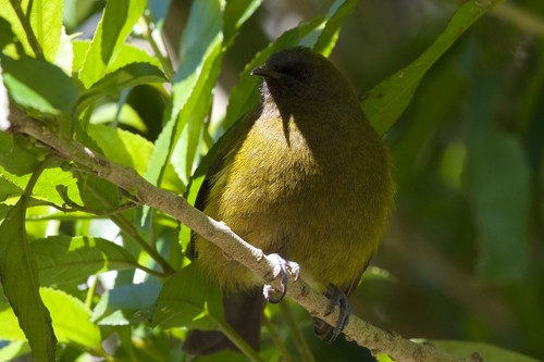 New Zealand Bellbird