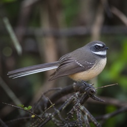 New Zealand Fantail Identification Guide