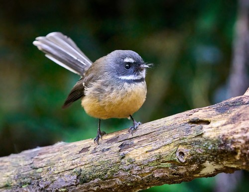 New Zealand Fantail