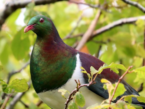 New Zealand Pigeon
