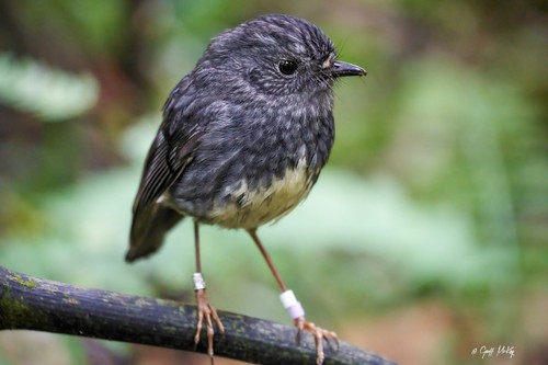 New Zealand Robin