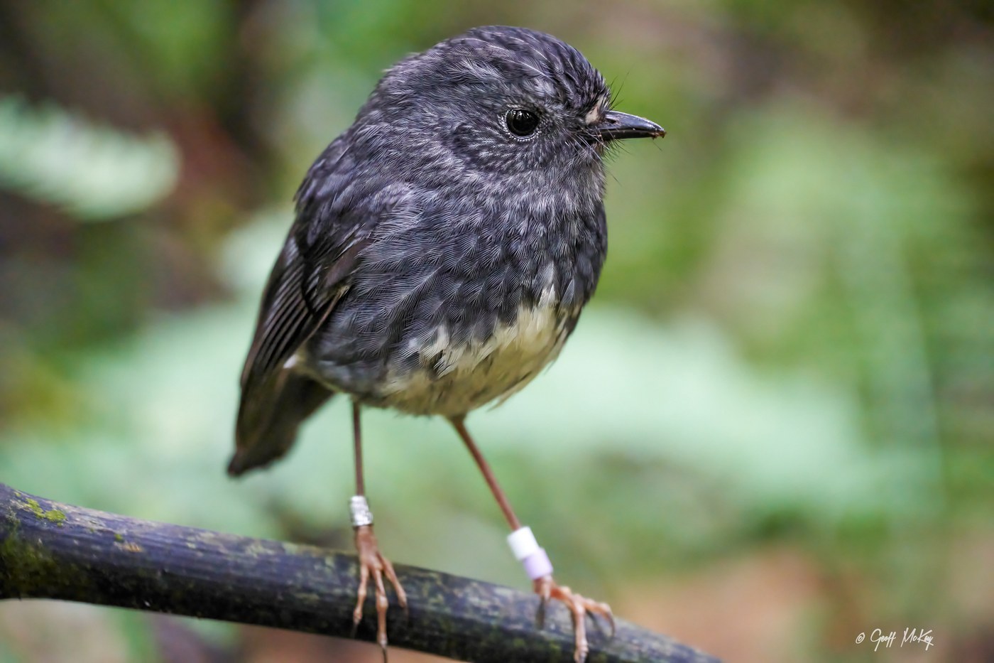 New Zealand Robin Identification Guide