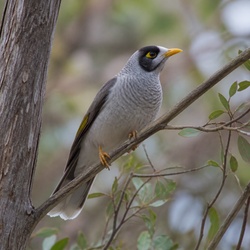 Noisy Miner Identification Guide