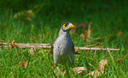 Noisy Miner