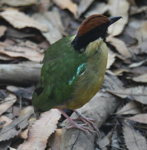 Noisy Pitta