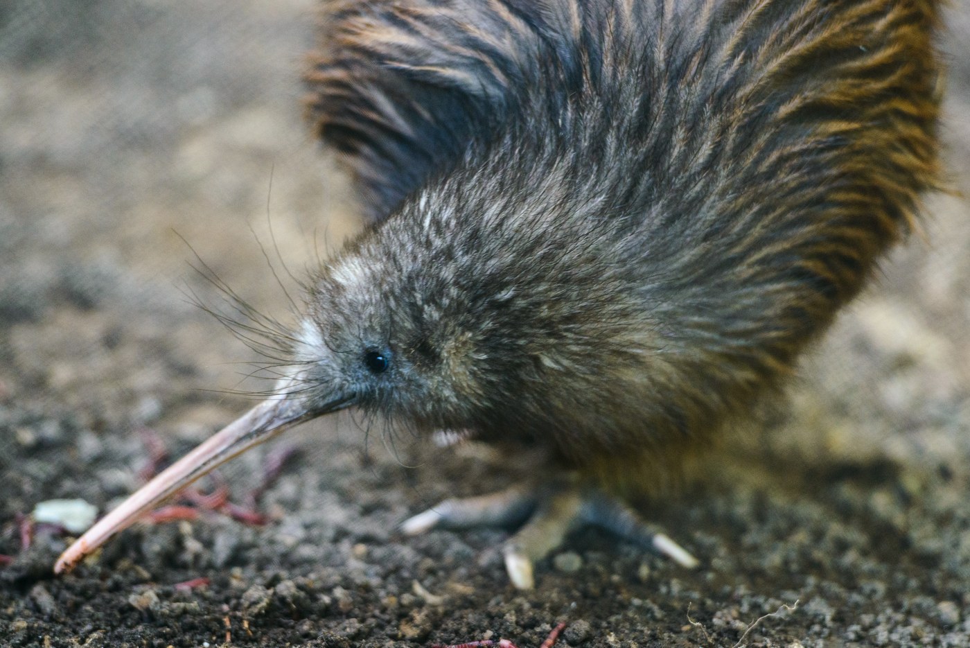 North Island Brown Kiwi Identification Guide