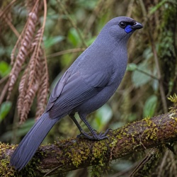 North Island Kokako Identification Guide