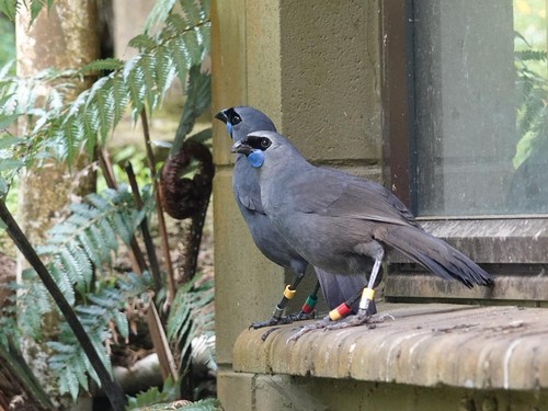North Island Kokako