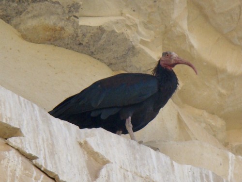 Northern Bald Ibis