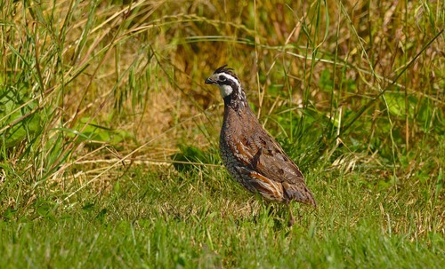 Northern Bobwhite