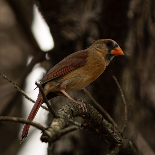 Northern Cardinal