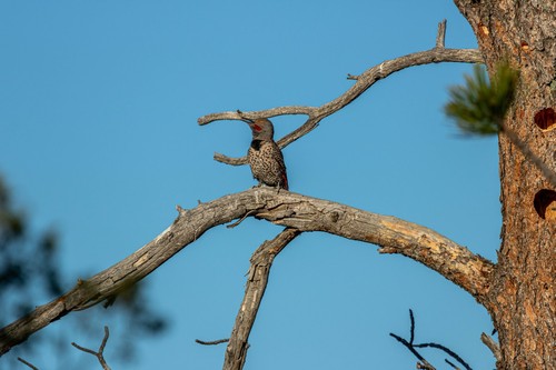 Northern Flicker