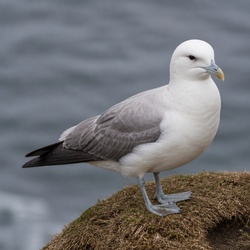 Northern Fulmar Identification Guide