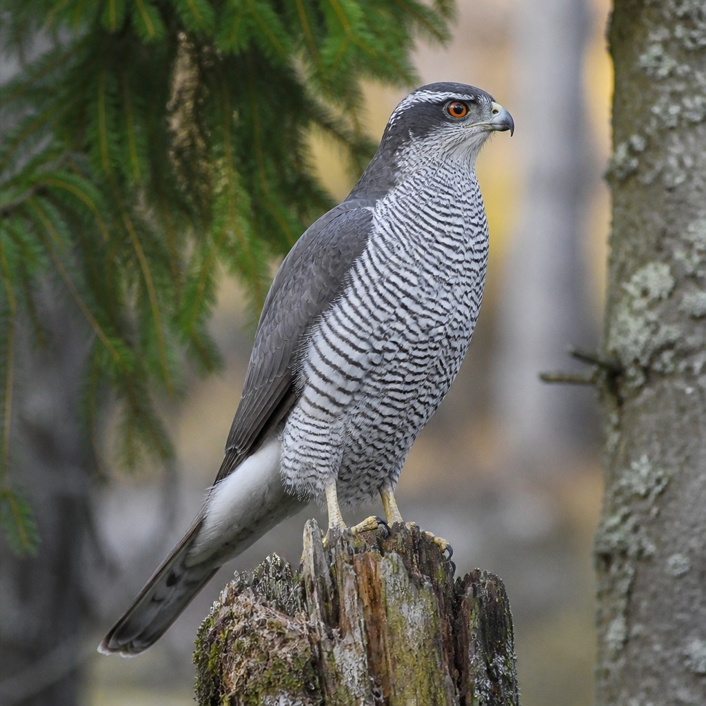 Northern Goshawk (Accipiter gentilis)