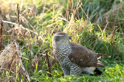 Northern Goshawk