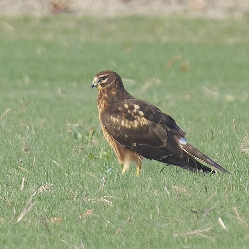 Northern Harrier
