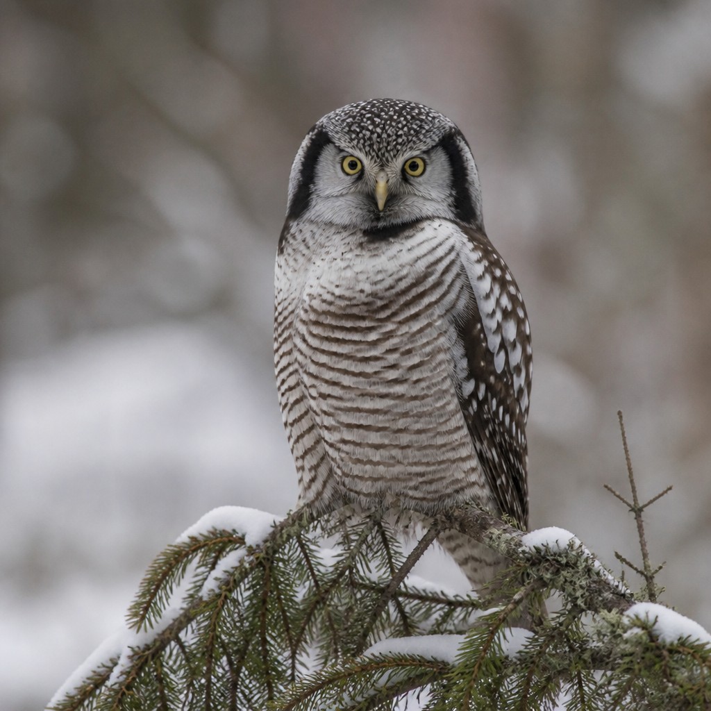 Northern Hawk-Owl