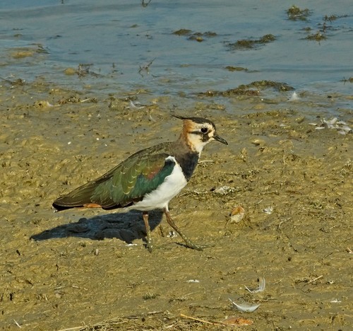 Northern Lapwing