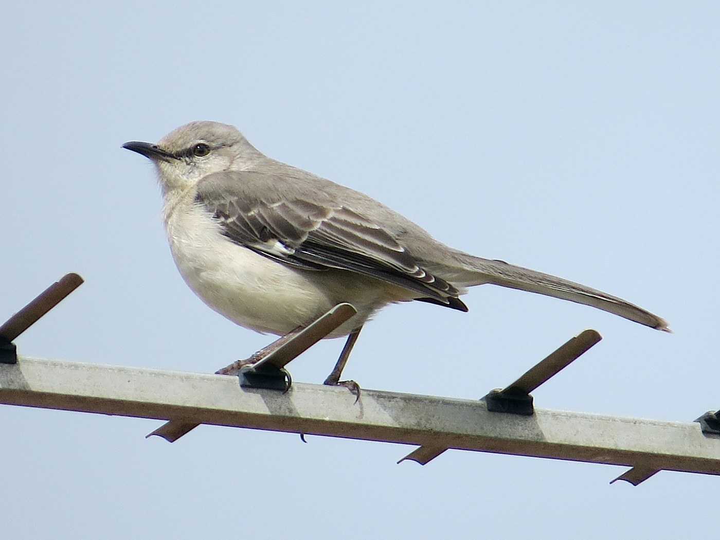 Northern Mockingbird (Mimus polyglottos)