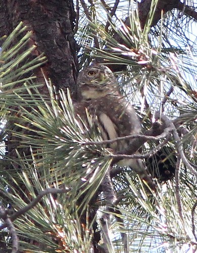 Northern Pygmy-Owl