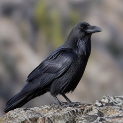 Northern Raven Identification Guide