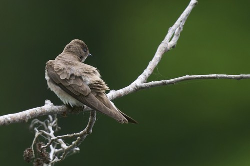 Northern Rough-winged Swallow