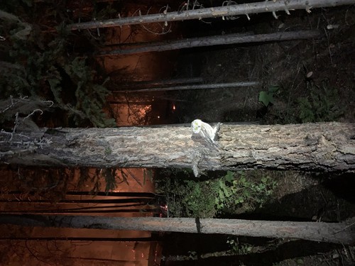 Northern Saw-whet Owl