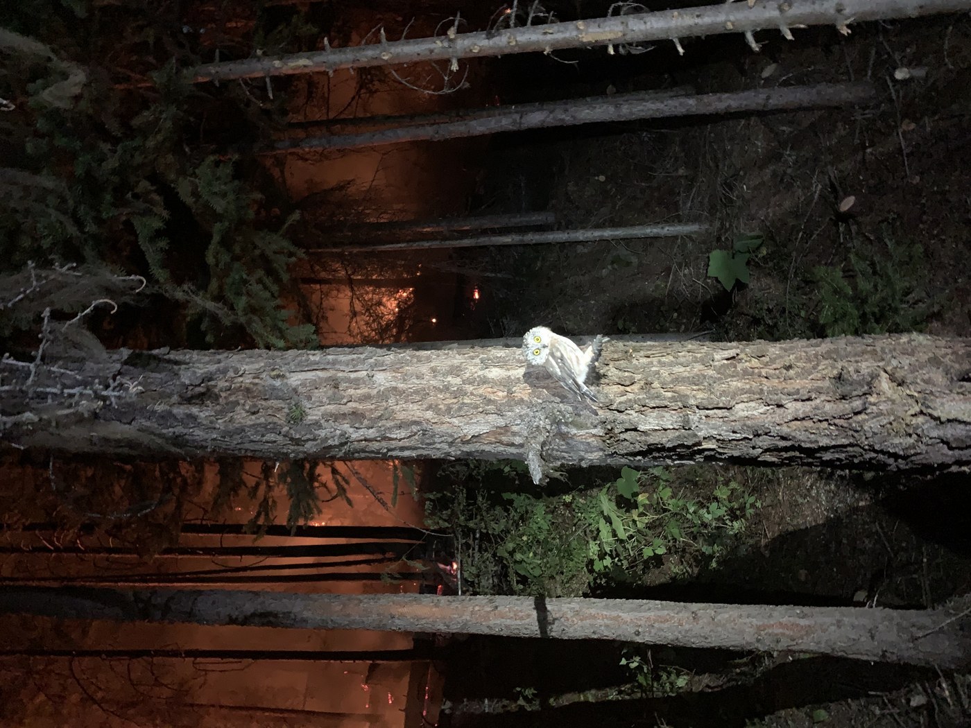 Northern Saw-whet Owl (Aegolius acadicus)