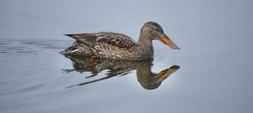 Northern Shoveler
