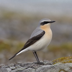 Northern Wheatear Identification Guide