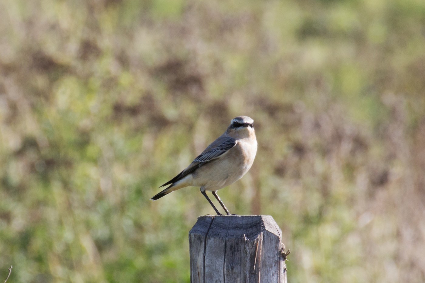Northern Wheatear (Oenanthe oenanthe)