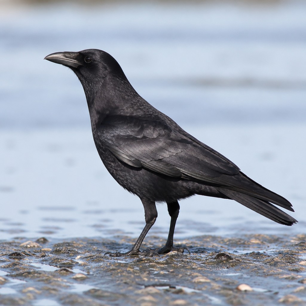 Northwestern Crow (Corvus caurinus)