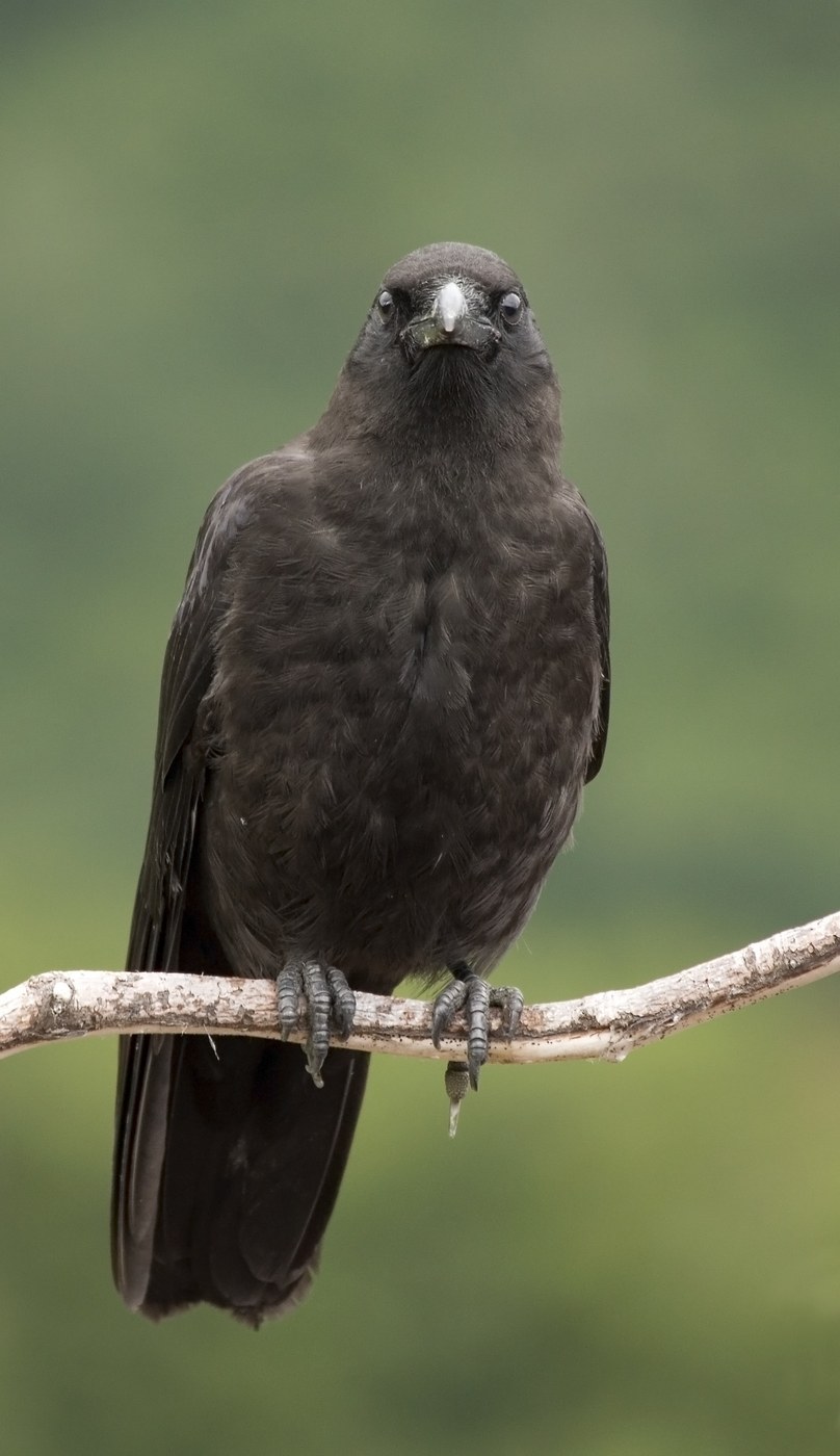 Northwestern Crow (Corvus caurinus)