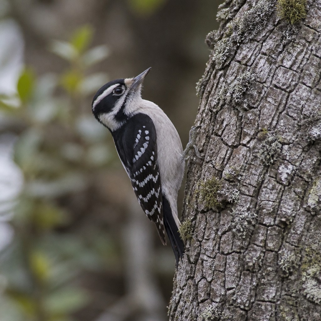 Nuttall's Woodpecker