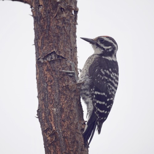 Nuttall's Woodpecker
