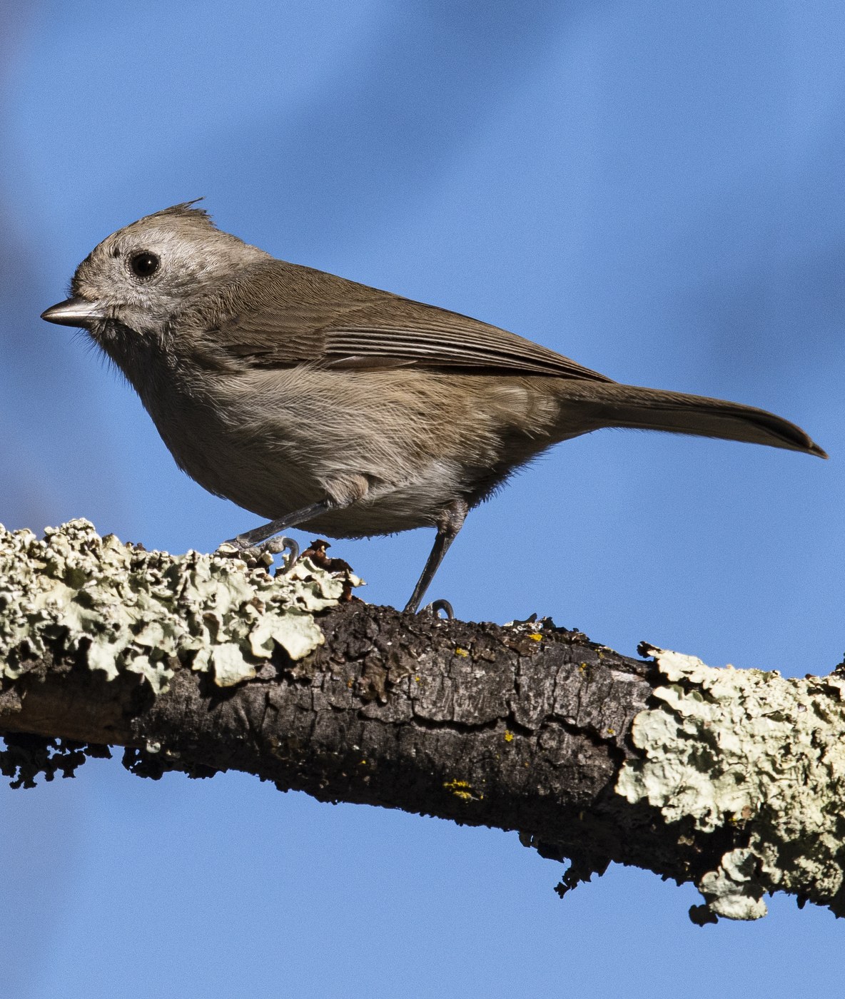 Oak Titmouse (Baeolophus inornatus)