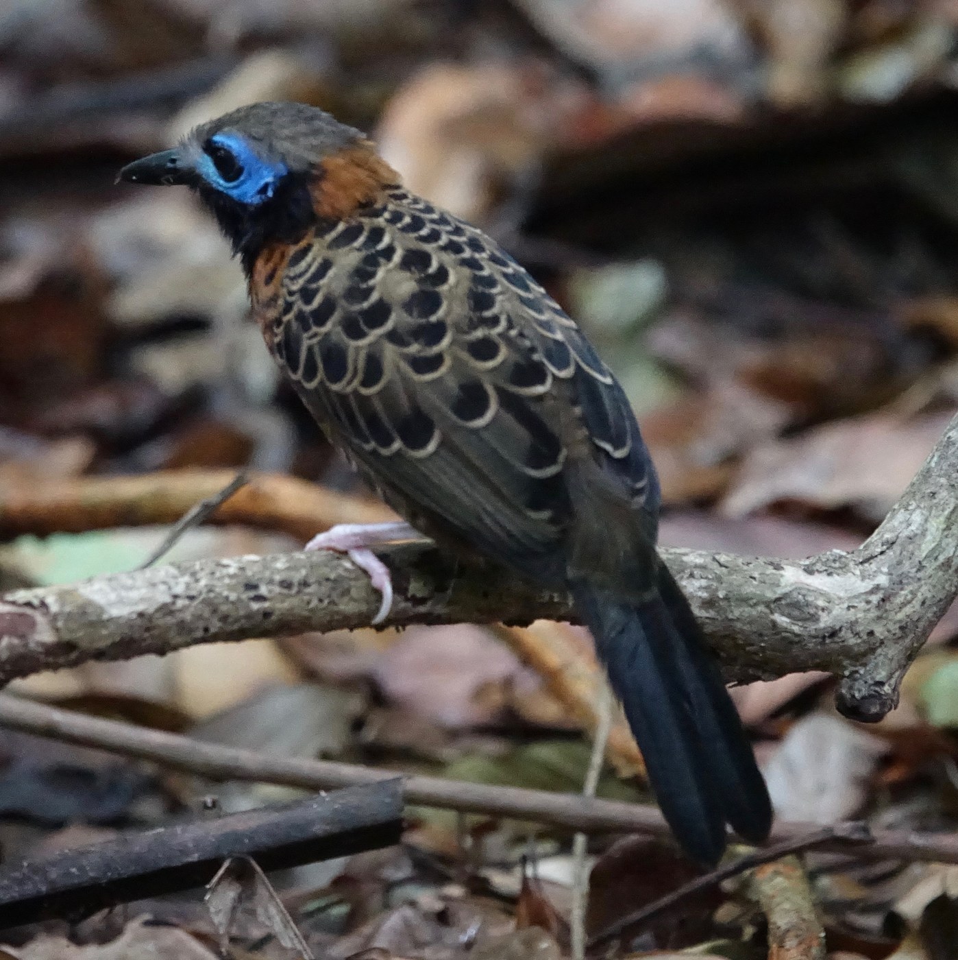 Ocellated Antbird (Phaenostictus mcleannani)