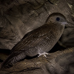 Oilbird Identification Guide