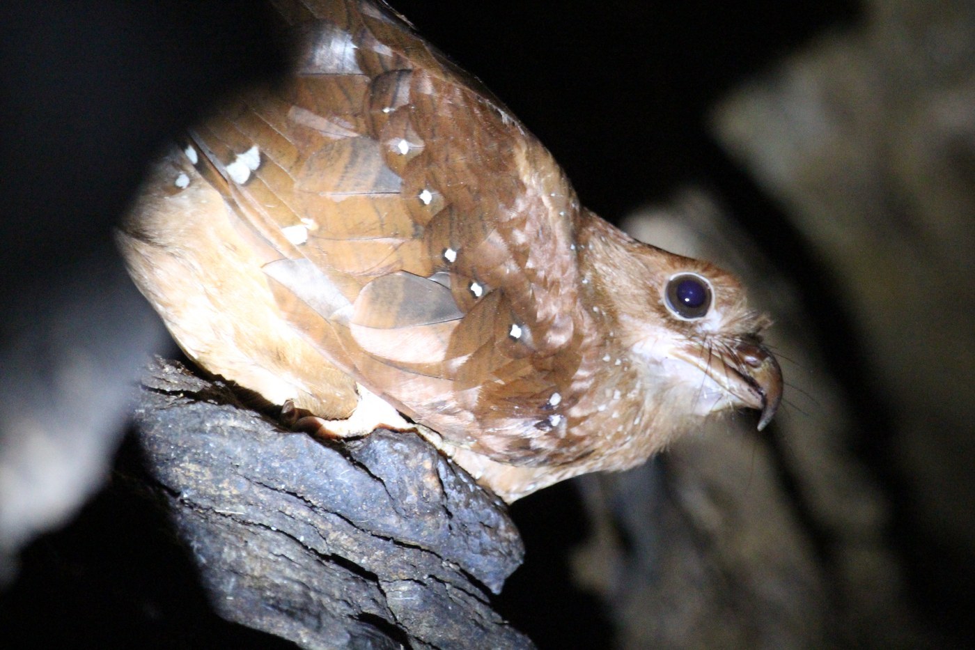 Oilbird (Steatornis caripensis)