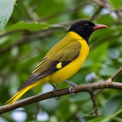 Olive-backed Oriole Identification Guide