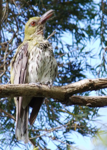 Olive-backed Oriole