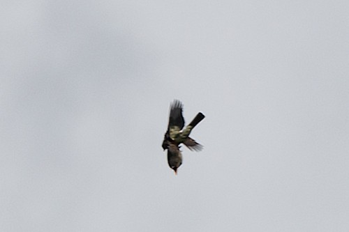 Olive-sided Flycatcher
