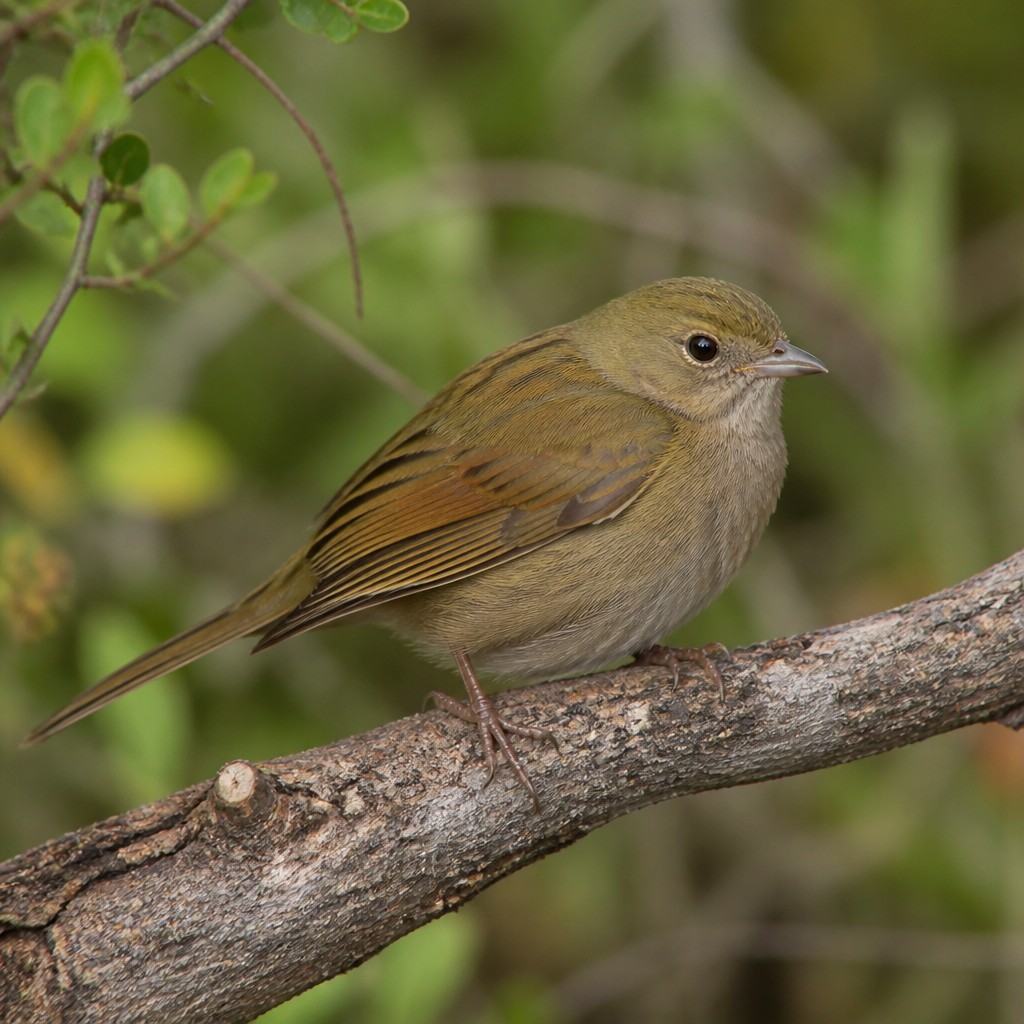 Olive Sparrow (Arremonops rufivirgatus)