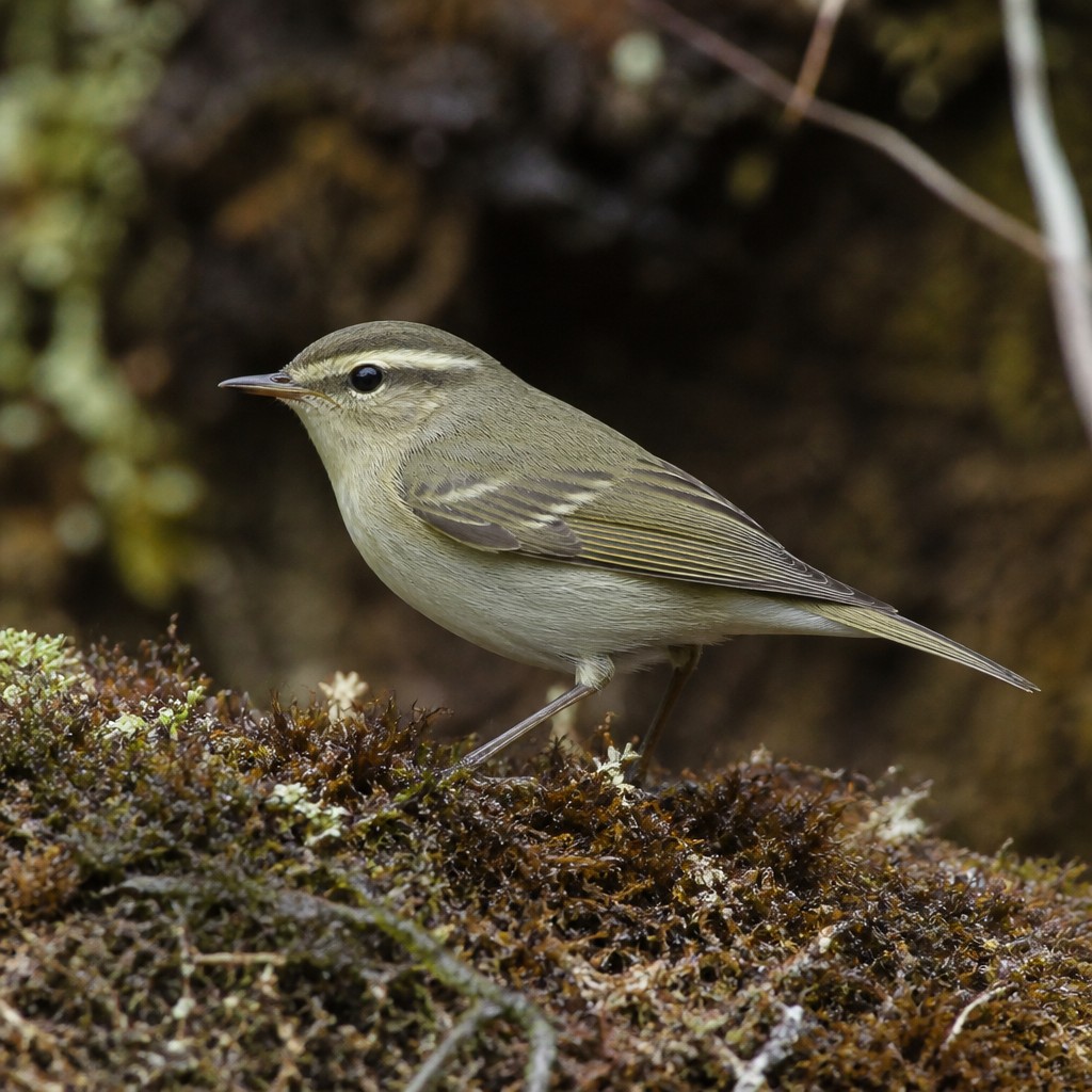 Olive Warbler (Peucedramus taeniatus)