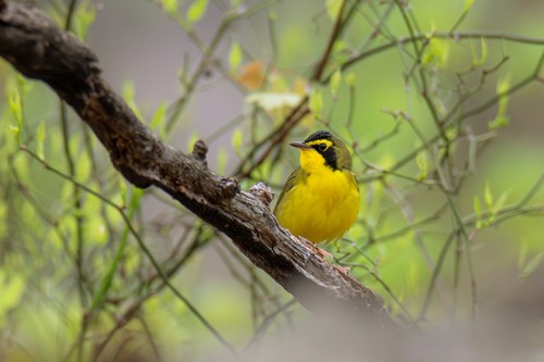 Orange-crowned Warbler